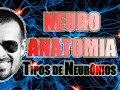 View 23 Neuronios Bipolar Multipolar E Pseudounipolar