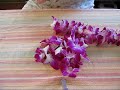 Dendrobium Orchid Lei in Time Lapse
