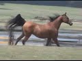 Ergrand, Pure Polish Arabian Gelding at play