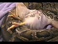 Snake Attacks Chicken!