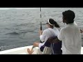 Maldives Tuna