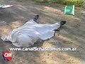 Apareció una persona muerta2