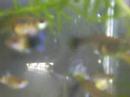 Piscicultura Ornamental 27A.L.Guppys de minha criação!!! 