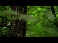 Gonici-Rapca(Dragas)-Gater Zupce II