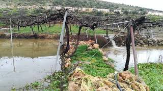 امطار الخير  الحدب الفوار