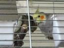 Cute cockatiels Cute cockatiels