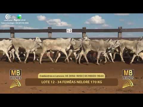 508� LEIL�O VIRTUAL MB LEIL�ES