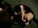 Cat fights Eastpak