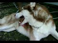 My S. Husky and his frends