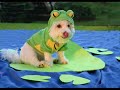 Fake - Frogs In Spain