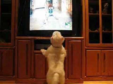 Dog goes crazy watching animal planet