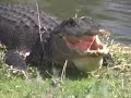 Everglade Vacation