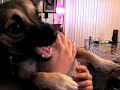 dog puppy gremlin duck velociraptor pet