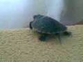 videos de caida tortuga
