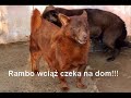 Psiaki ze SCHRONISKA MIEJSKIEGO W TYCHACH...! cz. 2 Psiaki ze SCHRONISKA MIEJSKIEGO W TYCHACH...! cz. 2