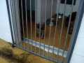 cocas lulah no canil mnicipal da guarda
