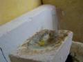 KClO3 + sulfuric acid + paper