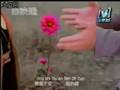 张韶涵-不想懂得 / Angela zhang - bu xiang dong de (w pinyin)
