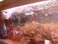 Aquarium Surge Device test Aquarium Surge Device test