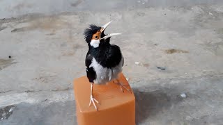 Download Masteran Jalak Suren Mp3 Streaming Masteran Jalak Suren Mp4