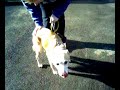 Sandy The Lab Cross