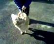Sandy The Lab Cross