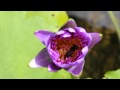 [HD] Bee Pollen Bathing