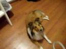 Introducing Paxie
