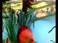 Guarda video