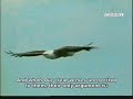 NATURE Beautiful Quran Recitation