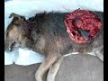 animales en la guerra de vietnam