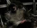 Spider monkey Talk