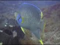 I recently took a trip on the MV Spree to Stetson Bank (a scuba diving site) in the Gulf of Mexico, about 110 miles off the Texas coast. This is a 10 minute clip of the video I took while on this trip.