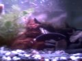 ghost knife,albino oscar,dragon fin and spotted garr