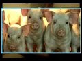 Shawty Is a Pig(Shawty is a ten remix)