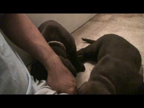 Day 60 – Mocha’s Chocolate Labrador Puppies Still Obsessed With My Shoes!
