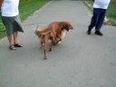 Dog of mine:Bund�s (\"Shaggy\"),Shelby,Rudi (Rudy)