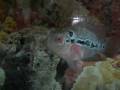 videos de Casper at 2 months
