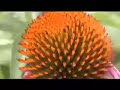 Echinacea Sahasrara Echinacea Sahasrara