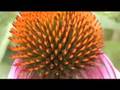 Echinacea Sahasrara