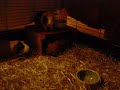 Marsvinen på vift 4/12-09