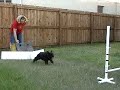 Team Schnauzer Flyball Practice