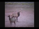 Arizona Archery Bull Elk hunt Unit 9