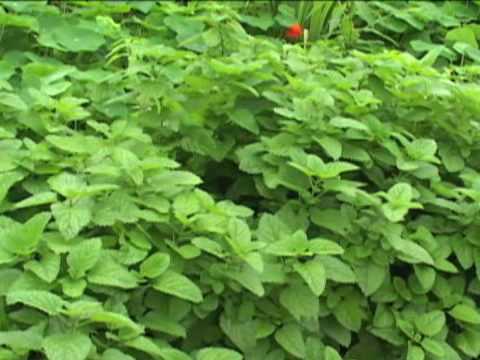 how to replant lemon balm