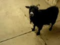 scary goat