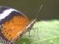 butterflys butterflys