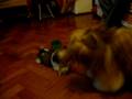 videos de cachorro das cavernas.mov