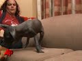 Hairless Dog From Peru Offered to Obama Family