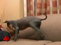 Hairless Dog From Peru Offered to Obama Family