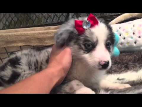SOFT AND SWEET FEMALE AUSSIE MINI
